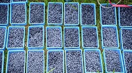 Shared passion for delicacies fuels China-EU agricultural trade