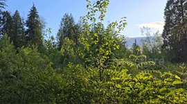 Canada: A gentle breeze and warmth of sunshine on the forests edge in Langley