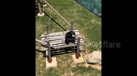 Longer Version: Intelligent chimpanzee throws dropped sandal back to visitor at Chinese wildlife park