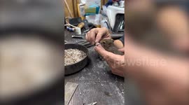 A man has befriended a squirrel - who now visits him every day and