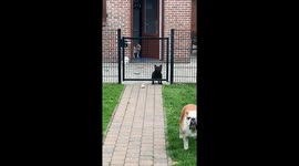 French Bulldog stuns rescuers by jumping fence
