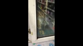 Stray cat hisses violently while waiting to be served food