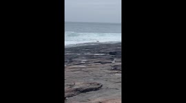 Kangaroo takes a swim at Bawley Point, Australia