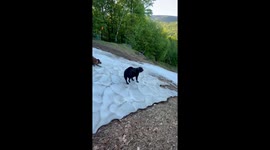 Dogs frolic in last snow of the season in Vermont