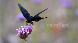 China: A Black Butterfly Kisses Verbena Flower