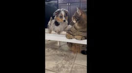 Puppy Meets Cat For First Time