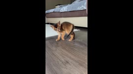 Abyssinian Mother Cat Pounces On Her Kitten
