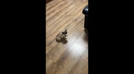 Tiny Puppy Playing With Robot Vacuum