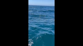 Dolphins Delight: Graceful Creatures Dance in Pacific Waves