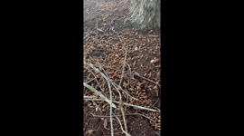 Cicadas Cover Yard in Missouri