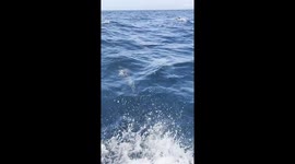 Dolphins Delight: Graceful Creatures Dance in Pacific Waves