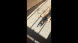 Pup Plays With Shadow