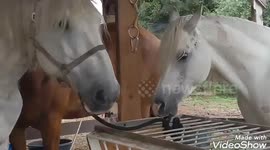 Horse Unties His Friend's Rope