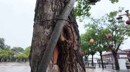 China: A Scarred Tree Draws A Cartoon of A Scenic Spot in Xi'an