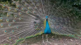China: Peacock fanning out its tail in Nanning