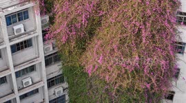 China: A Giant Triangle Plum Blossom Wall in Nanning