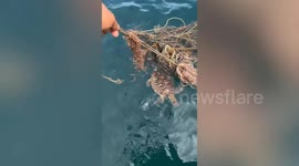 Boat captain rescues baby sea turtle stuck on net