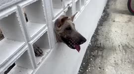 Animal rescuers free stray dog with head stuck in wall