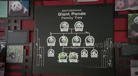 Washington National Zoo to receive two giant pandas from China by year end
