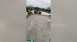 Pet Bichon Frise leaps over stones like an Olympics hurdler