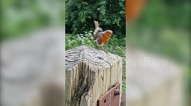 Man strikes up unlikely friendship with robins which he feeds every day