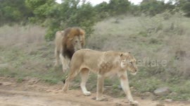 Witness a rare and thrilling moment as a pair of lions move behind my vehicle and begin mating. Watch this incredible scene unfold through my side mirror.