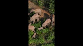 Wild baby elephants have fun in SW China