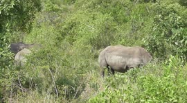 Relaxed Rhinos Grazing in Kruger National Park
