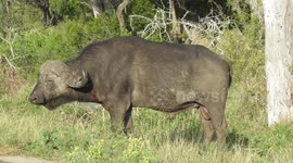 Cape Buffalo Herd Next to the Road