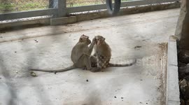 Wild monkeys that terrorise Thai town being moved to giant prison cage