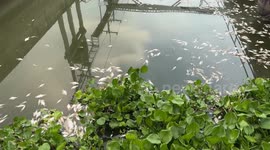 Thousands of dead fish float in river as oxygen levels drop