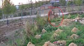 Chinese police rescue fawn wandering into villager’s yard