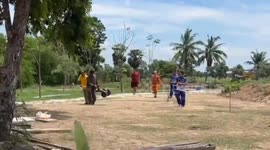 Chunky wild python found in grass at Buddhist temple