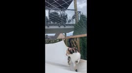 Curious cat and the jumping tomato: a playful encounter