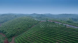 China: A Tea Plantation in Suizhou