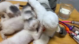 Chinese man creates homemade bionic feeder for adopted kittens
