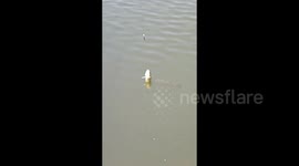 Loyal fish follows companion caught on hook in China