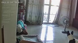 Mischievous French Bulldog wreaks havoc while owner is out