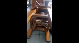Pet tortoise stuck in wooden kitchen stool rescued by owner