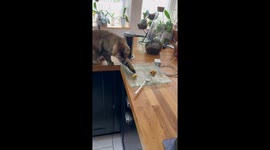 Cat plays waiter: serving gnocchi to dog in adorable video