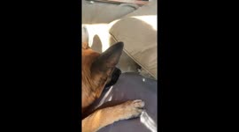Sofa hide-and-seek: Dog and cat's playful showdown in Spain