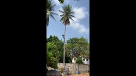 Health and un-safety! Chainsaw-wielding lumberjack flung around while felling palm tree