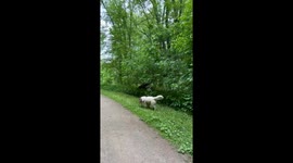 Golden Retriever Makes Friends With Fawn