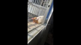 Clumsy pet cat takes a tumble from window ledge