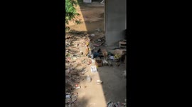 Caring scrap collector makes home for stray dogs under bridge