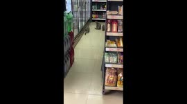 Mother cat teaches brood how to catch a mouse