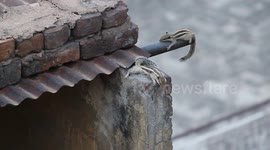 Sooo cute! Squirrels spending quality time with each other