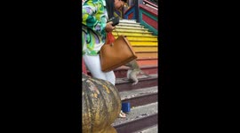 Monkey Steals Woman's Cell Phone