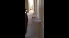 The Cat Distribution System at Work
