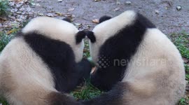 China: Chongqing Zoo Pandas